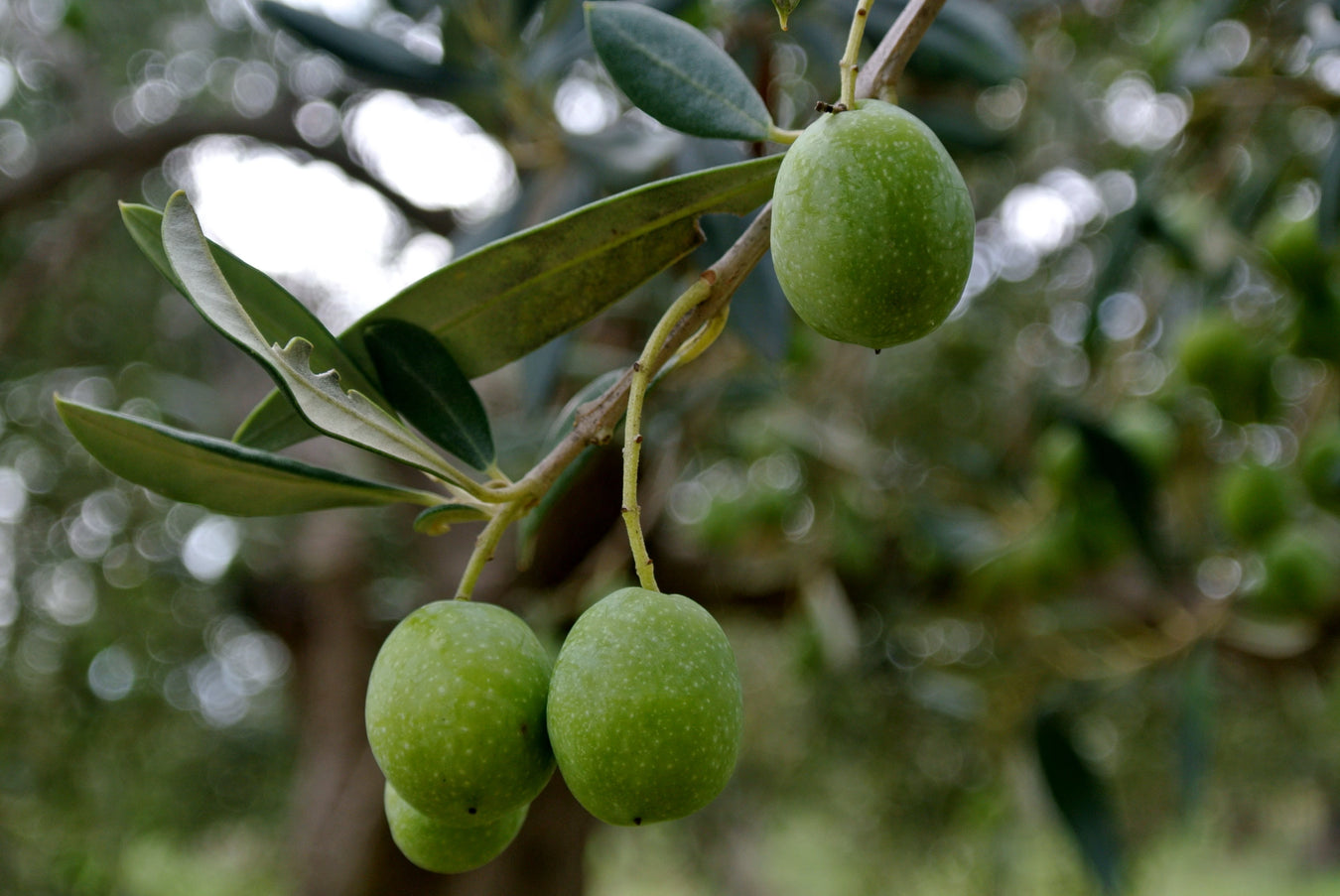 EVOO-Extra Virgin Olive Oill