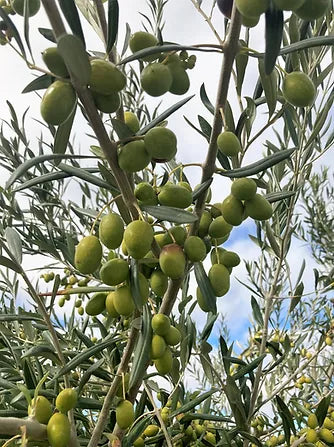 Manzanillo Extra Virgin Olive Oil